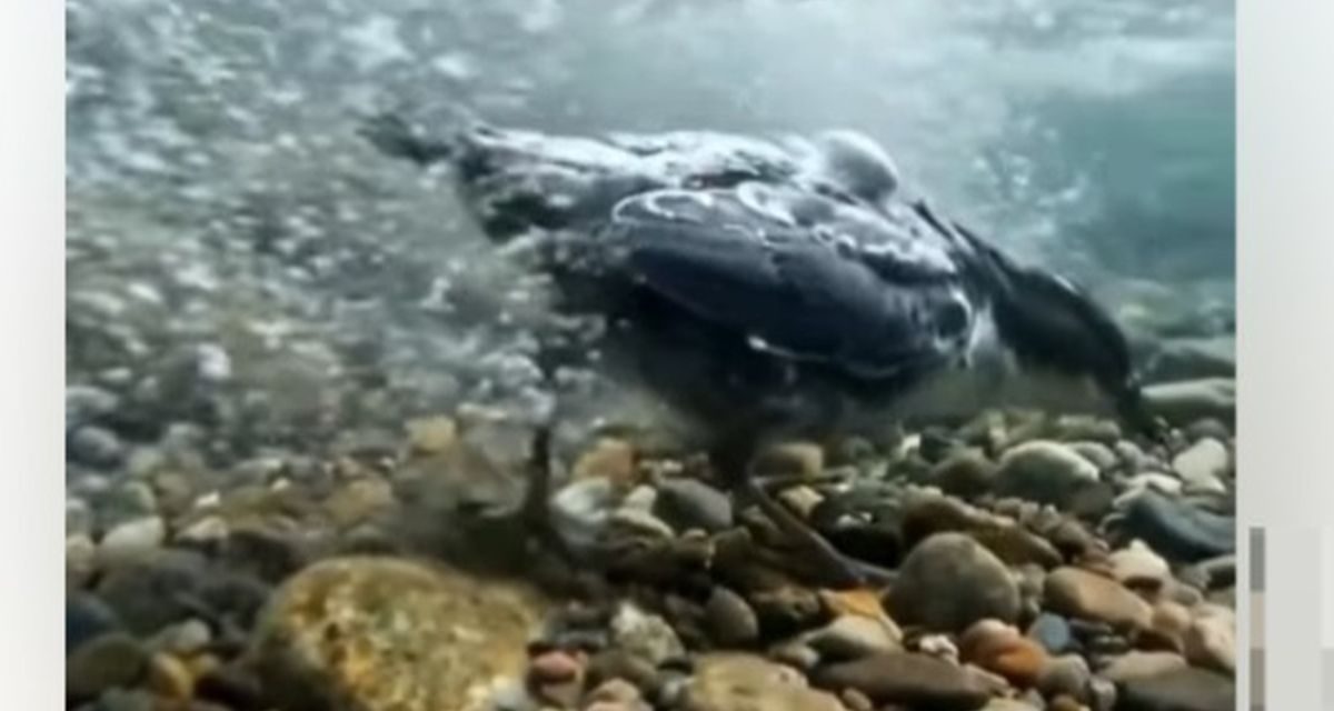 Bukan Editan, Burung Ini Jalan Santai di Dasar Sungai Berarus Deras