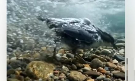 Bukan Editan, Burung Ini Jalan Santai di Dasar Sungai Berarus Deras