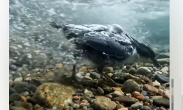 Bukan Editan, Burung Ini Jalan Santai di Dasar Sungai Berarus Deras