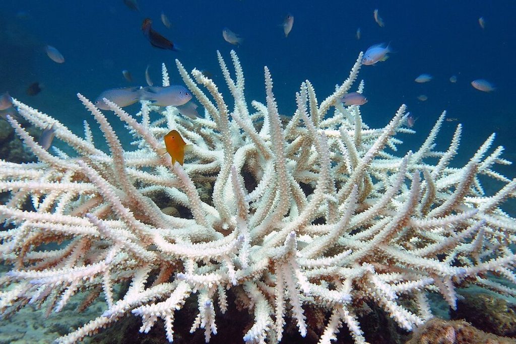 Pemandangan terumbu karang di perairan Hawai'i yang terancam mengalami kerusakan akibat dampak krisis iklim dan perubahan iklim global.