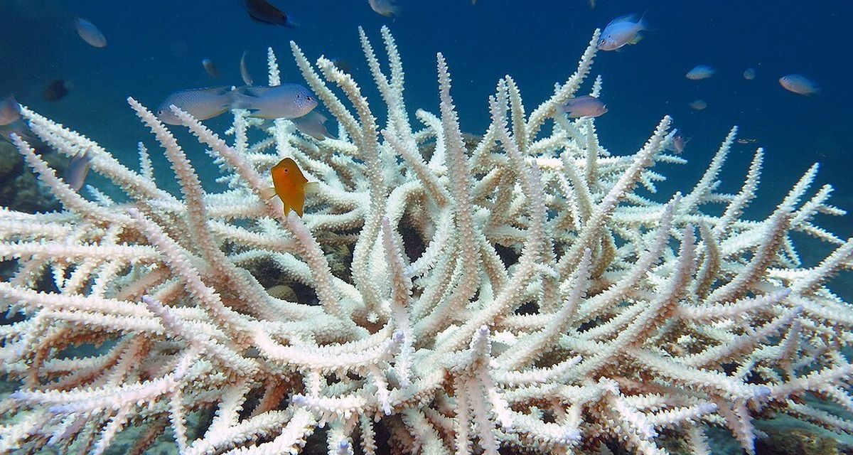 Krisis Iklim Hantam Terumbu Karang Hawai’i, Ini Dampaknya