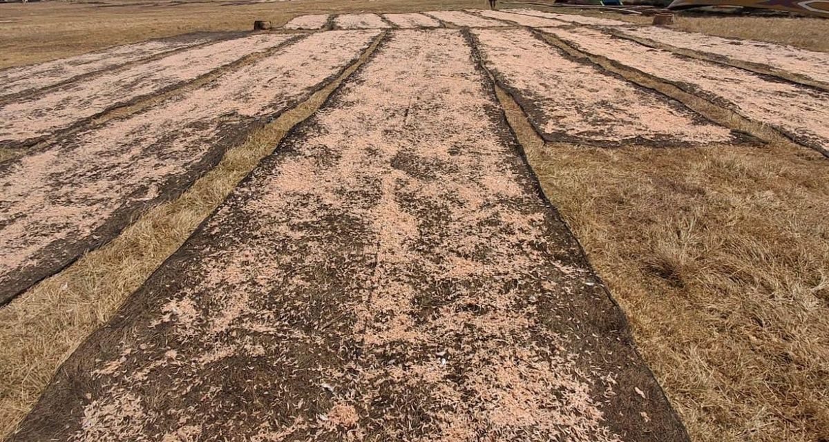 Musim Udang Rebon Pangandaran Dongkrak Hasil Tangkapan dan Pendapatan Nelayan