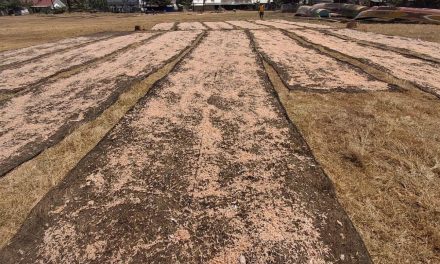 Musim Udang Rebon Pangandaran Dongkrak Hasil Tangkapan dan Pendapatan Nelayan