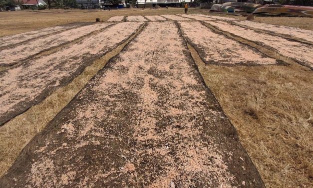Musim Udang Rebon Pangandaran Dongkrak Hasil Tangkapan dan Pendapatan Nelayan