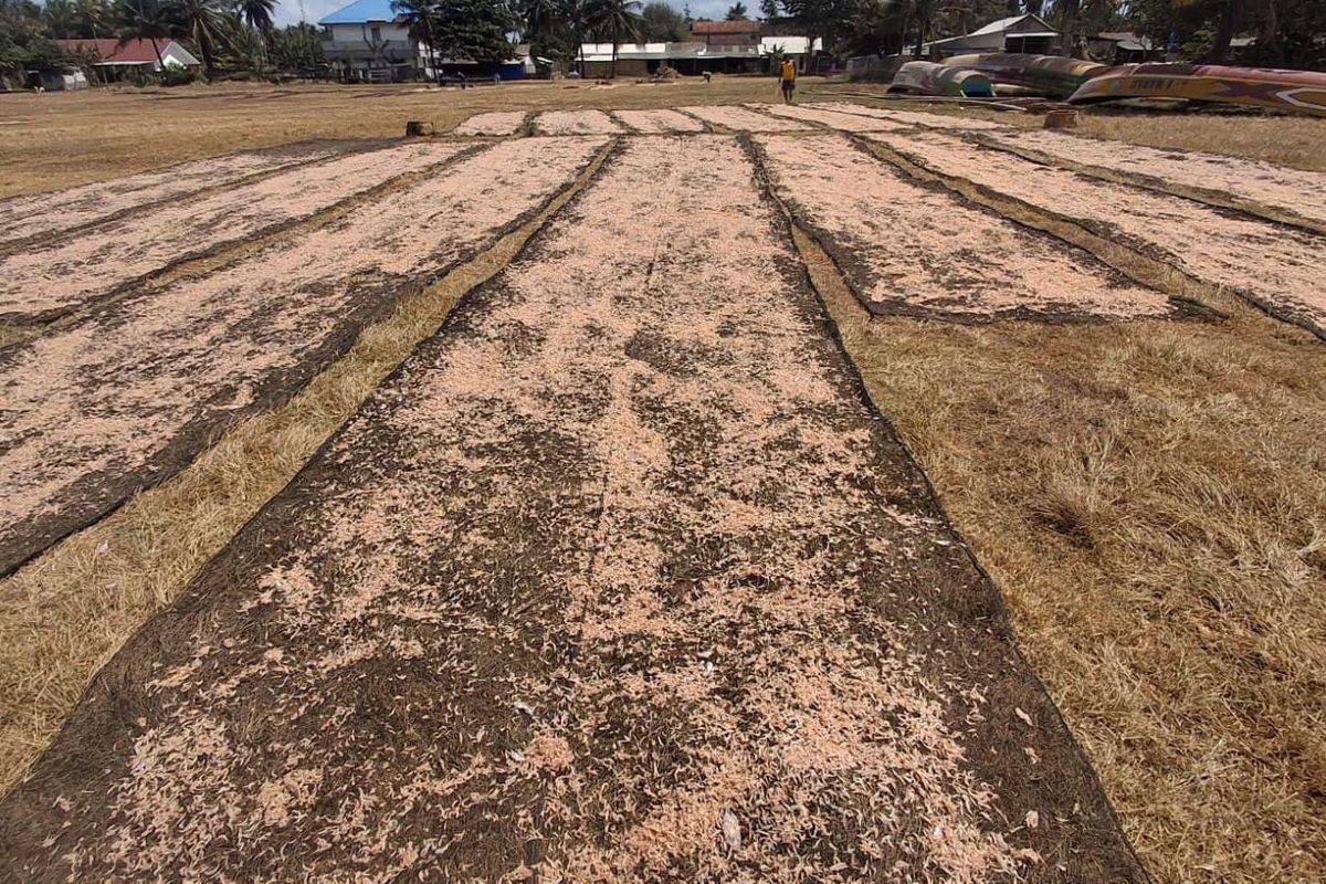 Musim Udang Rebon Pangandaran