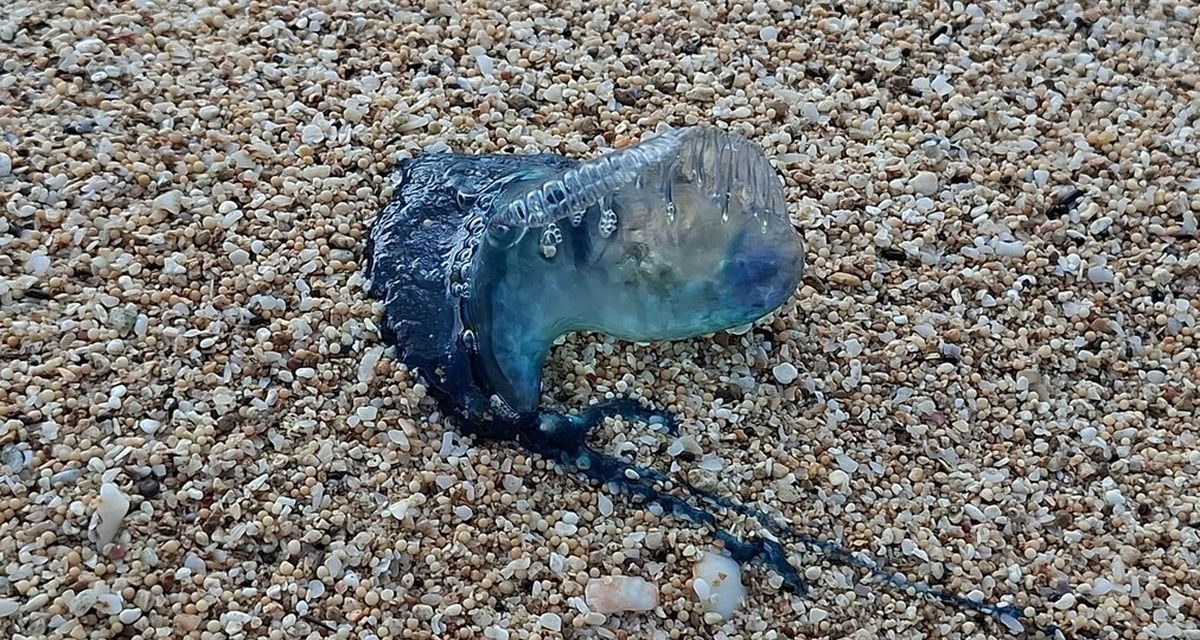 Belasan Wisatawan Tersengat Ubur-Ubur Beracun di Pantai Gunungkidul, Petugas Minta Pengunjung Lebih Waspada