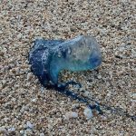 Belasan Wisatawan Tersengat Ubur-Ubur Beracun di Pantai Gunungkidul, Petugas Minta Pengunjung Lebih Waspada