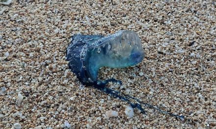 Belasan Wisatawan Tersengat Ubur-Ubur Beracun di Pantai Gunungkidul, Petugas Minta Pengunjung Lebih Waspada
