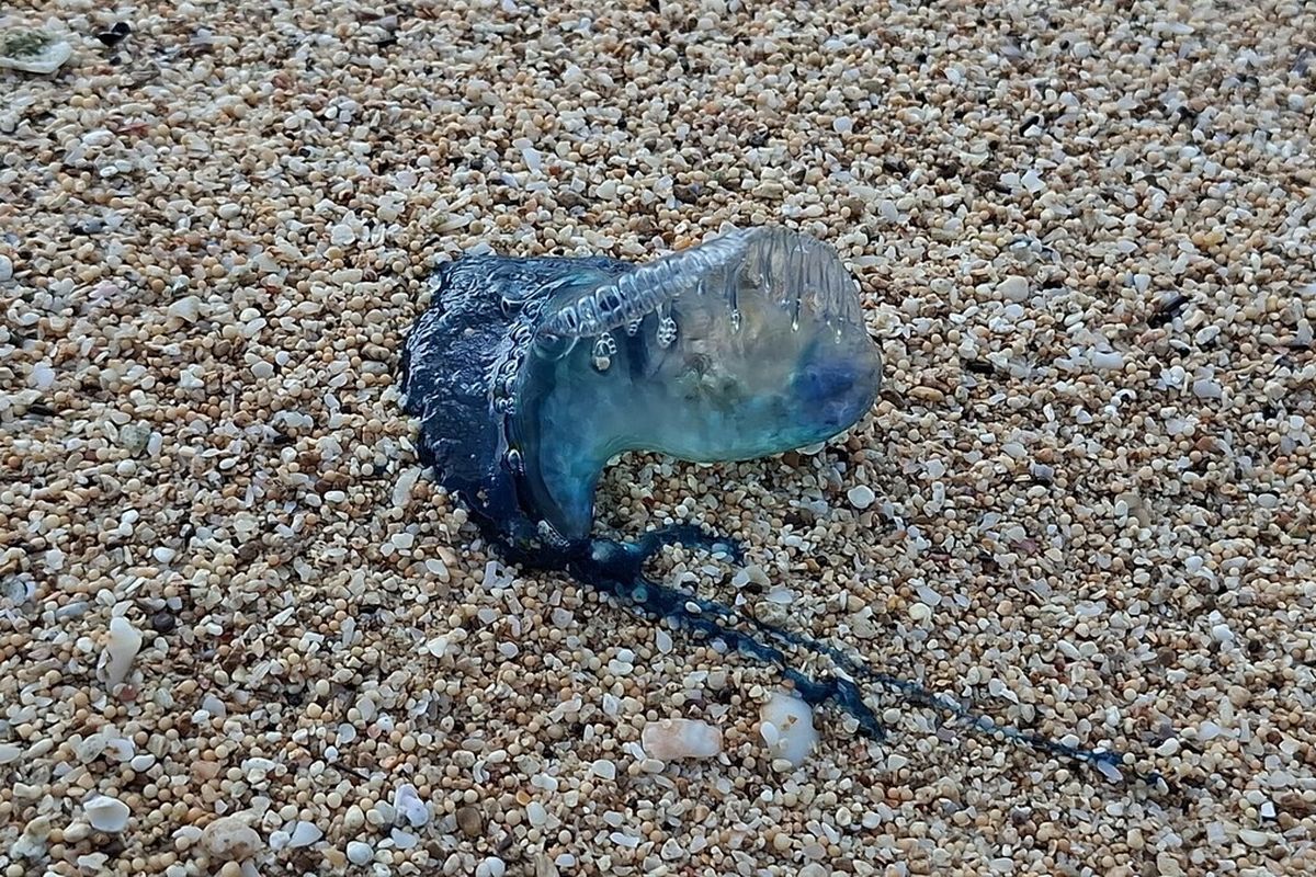 Ubur-Ubur Beracun Di Pantai Gunungkidul