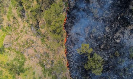 Kebakaran Gunung Bromo Jadi Sorotan Dunia, 550 Hektar Lahan Hangus