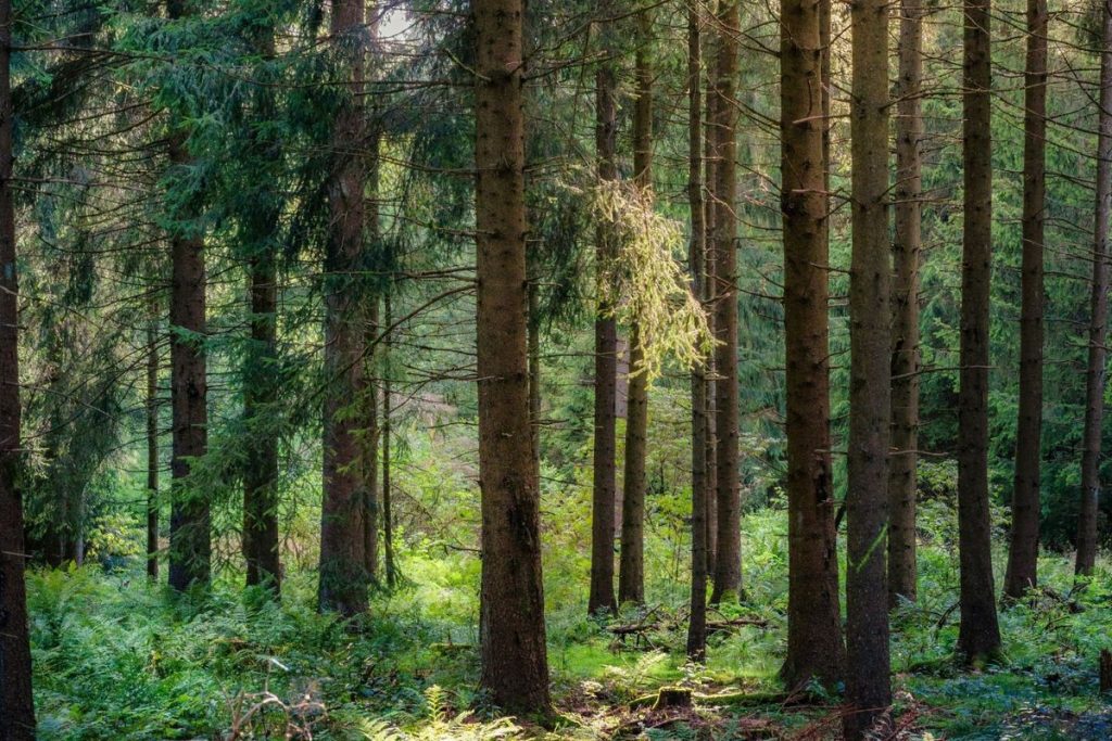 Pemandangan Black Forest di Jerman yang populer sebagai destinasi coolcation wisatawan Eropa.