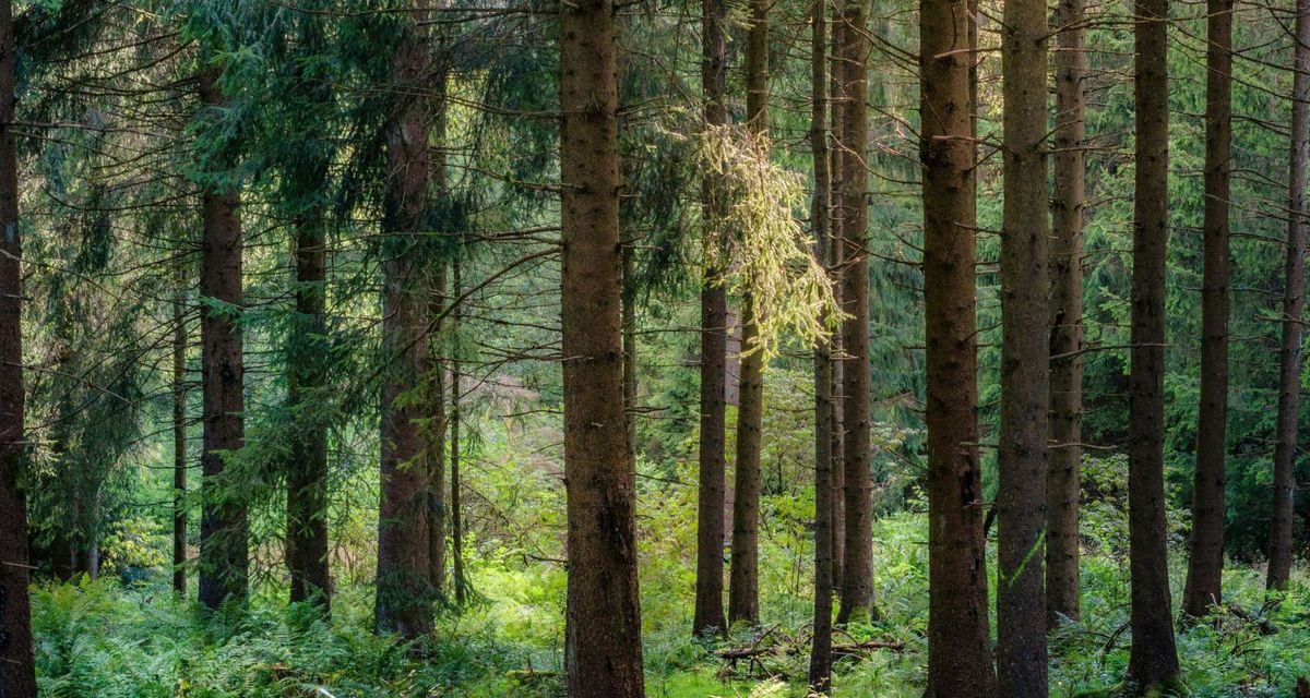 Black Forest Jadi Destinasi Coolcation Favorit Wisatawan Spanyol dan Italia