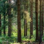 Black Forest Jadi Destinasi Coolcation Favorit Wisatawan Spanyol dan Italia