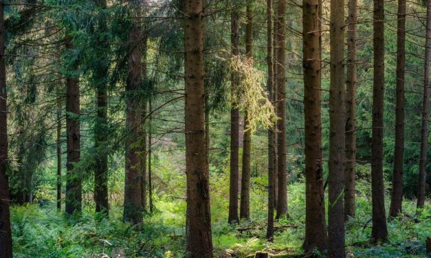 Black Forest Jadi Destinasi Coolcation Favorit Wisatawan Spanyol dan Italia